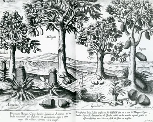Tropical Fruit Trees